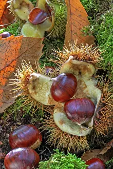 Rosanae Prints: Sweet chestnut (Castanea sativa) close-up of fallen spiny cupules and brown nuts in woodland in autumn