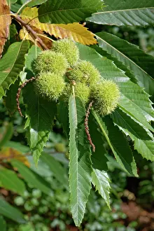 Spike Prints: Sweet chestnut (Castanea sativa) fruits ripening on tree