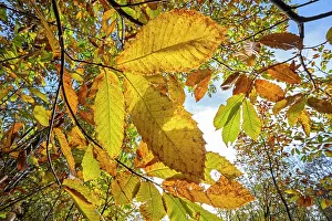 Foliage Prints: Sweet chestnut tree (Castanea sativa) autumnal leaves backlit by sunshine