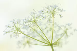 Images Dated 18th November 2019: Sweet cicely (Myrrhis odorata) flowers. England, UK, May