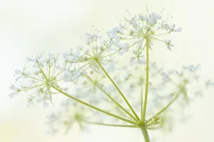 Apiales Gallery: Sweet cicely (Myrrhis odorata) flowers. England, UK, May
