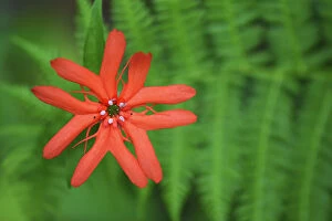 Images Dated 28th July 2016: Sweet orange catchfly (Lychnis cognata), Wu Ying District Nature Reserve, near Yichun city