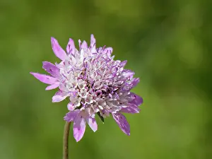 Dipsacaceae Prints: Sweet scabious (Scabiosa atropurpurea) flowerhead, Corfu, Greece. May