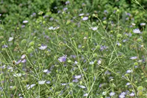Dipsacaceae Prints: Sweet scabious (Scabiosa atropurpurea) stand flowering in coastal hillside grassland