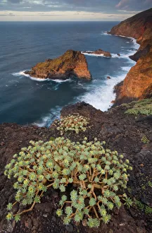 Cliffs Prints: Sweet tabaiba / Tabaiba dulce (Euphorbia balsamifera) growing on cliff top, Punta