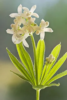 2020 April Highlights Prints: Sweet woodruff (Galium odoratum) a common woodland plant