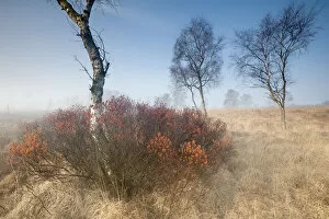 Castelein 100 Landscapes Collection: Sweetgale (Myrica gale) in mist with Birch tree. Groot Schietveld, Wuustwezel, Belgium