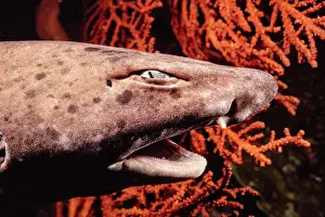 Environmental Issues Prints: Swell shark (Cephaloscyllium sp)