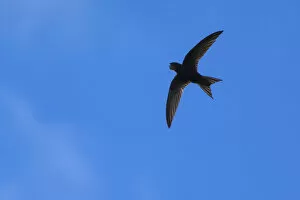 Apodidae Gallery: Swift (Apus apus) in flight, Monmouthshire, Wales, UK, July