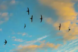 Swift (Apus apus) flock screaming in flight against blue sky and clouds, Monmouthshire