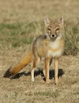 Swift fox (Vulpes velox) female, portrait. Eastern Colorado, USA, May