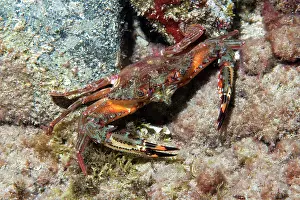 Alien Species Prints: Swimming crab (Cronius ruber) on seabed, Tenerife, Canary Islands, Atlantic Ocean