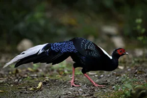 Swinhoes pheasant (Lophura swinhoii) crossing forest path, Taiwan