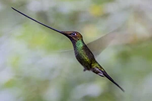 Montane Forest Collection: Sword billed hummingbird (Ensifera ensifera) in flight, Guango, Napo, Ecuador