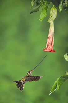 Sword-billed Hummingbird (Ensifera ensifera) female feeding from Datura flower, Papallacta