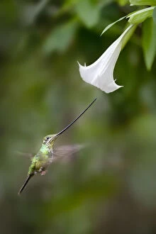 Montane Forest Collection: Sword-billed Hummingbird (Ensifera ensifera) feeding at an Angels or Devil s