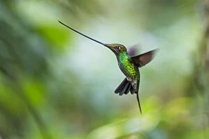 Sword-billed hummingbird (Ensifera ensifera) hovering in flight, North-Ecuador