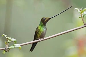 Andes Gallery: Sword billed hummingbird (Ensifera ensifera) profile showing beak is longer than body