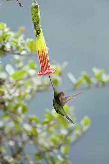 Images Dated 27th November 2012: Sword billed hummingbird (Ensifera ensifera) showing how it uses its long beak to