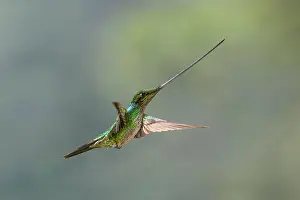 Ensifera Prints: Sword-billed hummingbird (Ensifera ensifera) female