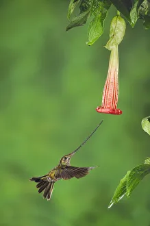 Sword-billed Hummingbird (Ensifera ensifera) female feeding from Datura flower, Papallacta
