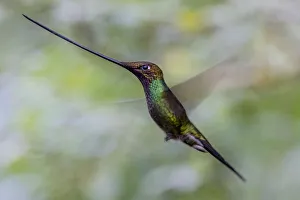 Ensifera Prints: Sword billed hummingbird (Ensifera ensifera) in flight, Guango, Napo, Ecuador