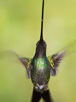 Ensifera Prints: Sword-billed hummingbird (Ensifera ensifera) in flight, North-Ecuador, Ecuador