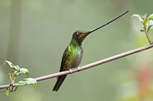 Copyspace Prints: Sword billed hummingbird (Ensifera ensifera) profile showing beak is longer than body
