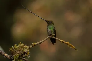 Ensifera Prints: Sword-billed hummingbird (Ensifera ensifera) Yanacocha, Pichincha, Ecuador