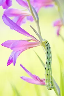 Sword-grass moth (Xylena exsoleta) caterpillar on Field gladiolus (Gladiolus italicus)