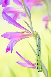 Iridaceae Prints: Sword-grass moth (Xylena exsoleta) caterpillar on Field gladiolus (Gladiolus italicus)