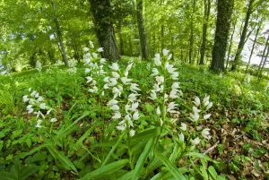 2020 April Highlights Prints: Sword-leaved helleborine (Cephalanthera longifolia) at Chappetts Copse, Hampshire