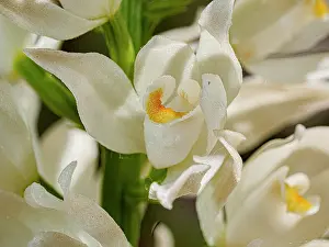 Umbria Prints: Sword-leaved helleborine (Cephalanthera longifolia) in flower