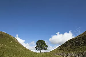 Sycamore (Acer pseudoplatanus) growing in a gap on Hadrians Wall, Northumberland