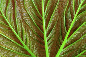 Indoors Prints: Sycamore (Acer pseudoplatanus) leaf