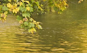 Acer Pseudoplatanus Gallery: Sycamore (Acer pseudoplatanus) leaves over Gradinsko Lake, Upper lakes, Plitvice Lakes NP Croatia