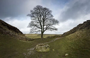 Acer Pseudoplatanus Gallery: Sycamore (Acer pseudoplatanus) in Sycamore Gap, Hadrians Wall