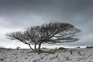 Acer Gallery: Sycamore tree (Acer pseudoplatanus), growing on limestone pavement, Lancashire, UK. May