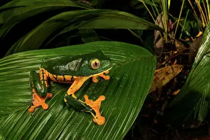 Sylvia's tree frog (Cruziohyla sylviae), Veragua rainforest, Costa Rica