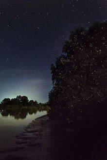Images Dated 19th September 2015: Synchronous fire flies (Pteroptyx sp.) mangroves along the Kinabatangan River, Sabah, Borneo