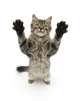Expressions Prints: Tabby kitten, 5 months, standing up with raised paws