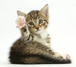 Images Dated 5th August 2015: Tabby kitten, 6 weeks, lying with head up and raised paw