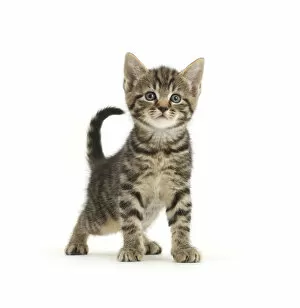 Juveniles Gallery: Tabby kitten, 6 weeks, standing