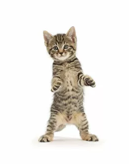 Images Dated 5th August 2015: Tabby kitten, age 6 weeks, standing with raised paws