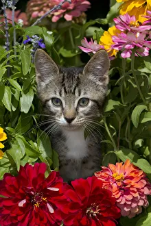 Tabby kitten amongst garden flowers Sarasota, Florida, USA