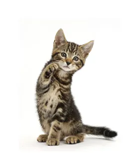 Tabby kitten, Picasso, 8 weeks, with raised paw