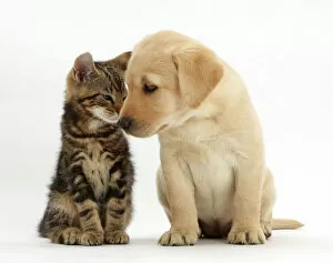Images Dated 16th October 2014: Tabby kitten, Picasso, 9 weeks, head to head with Yellow labrador puppy, 8 weeks