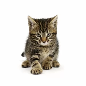 Domestic Animal Collection: Tabby kitten, Smudge, age 7 weeks