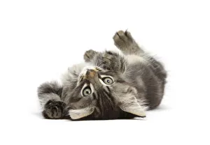 Kitten Prints: Tabby kitten, Squidge, 10 weeks, playfully rolling on his back