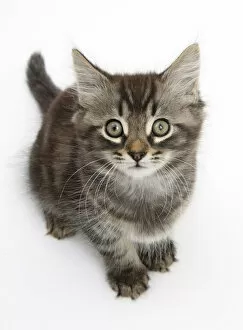 Tabby kitten, Squidge, 10 weeks, sitting